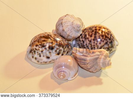 Five Shells In The Evening By The Light Of A Lamp On A Light Background