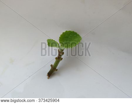 Young Mexican Mint Branch And Leaves Isolated In A White Background