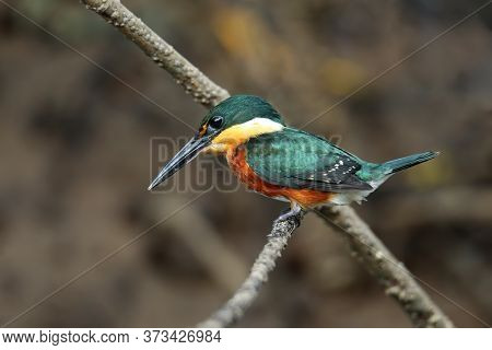 American Pygmy Kingfisher (chloroceryle Aenea) Perched On A Stick, Costa Rica