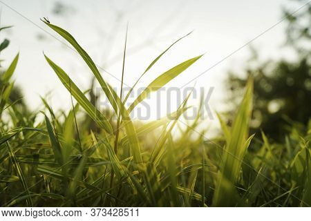 Sunset Light View Throu The Green Leaves