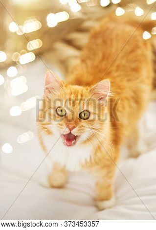 pets and hygge concept - red tabby cat mewing in bed at home