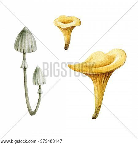 Forest Mushrooms Watercolor Illustration Set. Chanterelle Mushroom And Toadstool Hand Drawn Cartoon 