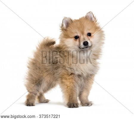 Beautiful Spitz posing isoplated on white