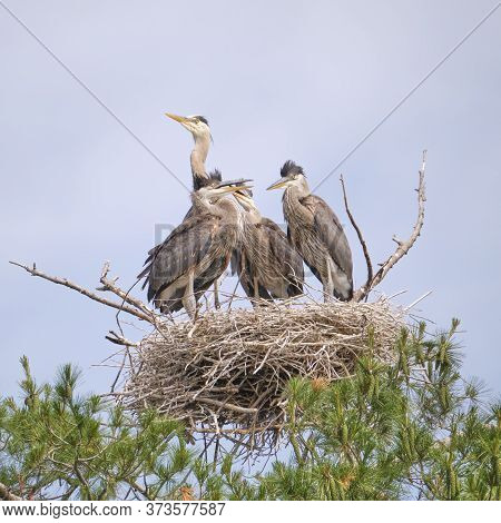 Female Great Blue Heron And Her Three Chicks In A Nest In A Pine Tree In Kawartha Lakes Ontario.