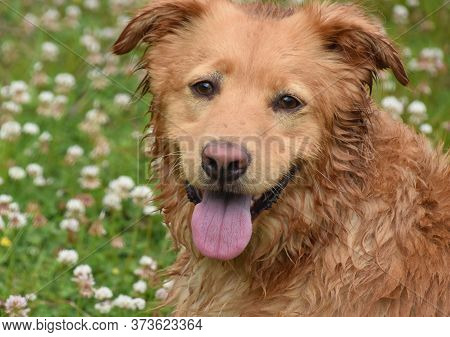 Cute Damp Duck Tolling Retriever Dog In Clover And Grass.
