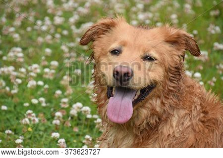 Adorable Sweet Faced Damp Duck Tolling Retriever Dog Sitting Outside.