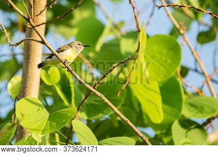 Purple Rumped Sunbird (leptocoma Zeylonica) Perched On A Tree With Bright Green Leaves