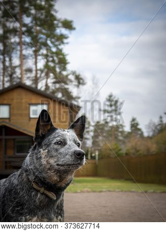 Australian Cattle Dog (blue Heeler) Guarding House, Close-up