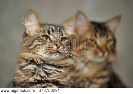 Two Cats Fluffy Twins At Home Close Up