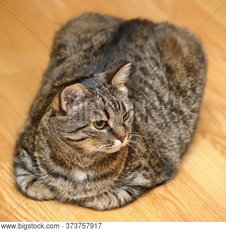 Very Thick Striped Cat Lies Close Up