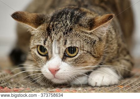 Frightened Tabby Cat At Home Close Up