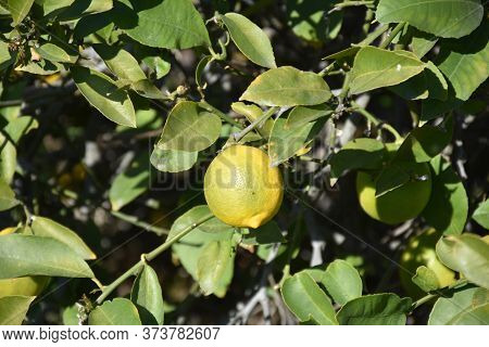 Up Close Look At A Lemon On A Fruit Tree.