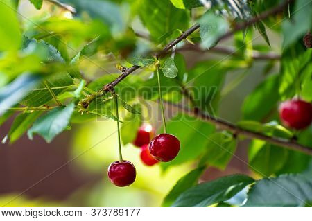 New Harvest Of Red Ripe Sour Kriek Cherry