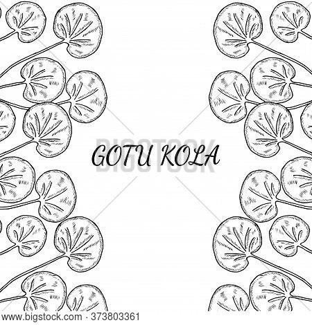 Gotu Kola Plant, Isolated On White Background. Centella Asiatica, Cosmetic And Medical Herb. Hand Dr