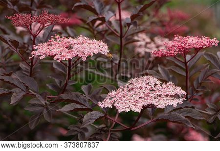 Black Elder (sambucus ), Close Up Of The Flower Head