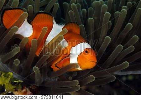 Clown Anemonefish (amphiprion Ocellaris, Aka Ocallaris Clownfish) In Anemone. Raja Ampat, Indonesia