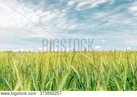 Scenic Landscape Of Growing Young Organic Wheat Stalk Field Against Blue Sky On Bright Sunny Summer 