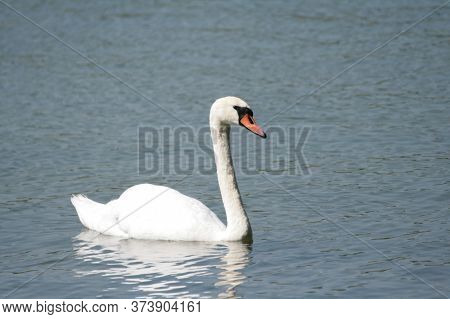 Beautiful White Swan Swim On The Lake.