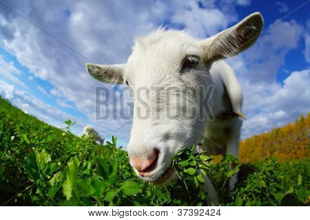 Porträt einer Ziege Essen Gras auf einer grünen Wiese