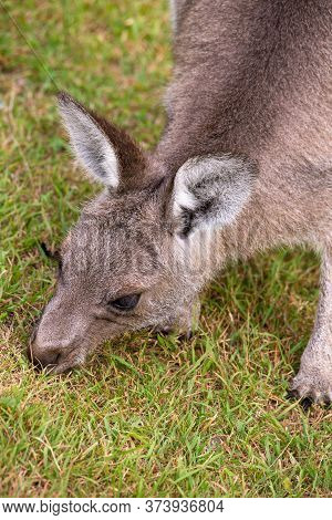 Australian Juvenile Kangaroo Eating Green Grass In A Clearing