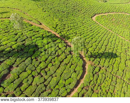 Aerial View Of Tea Plantations Near The City Of Munar. India.