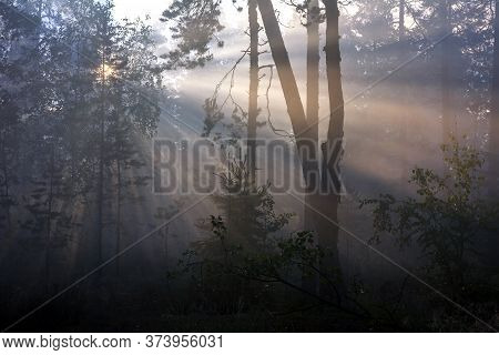 Foggy Forest During Sunrise With Visible Sunrays In Karelian Isthmus, Karelia, Russia, Near Yastrebi
