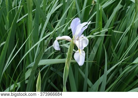 One Light Violet Flower Of Iris In Late Spring