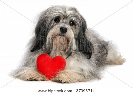 Elsker Valentine Havanese dreng hund