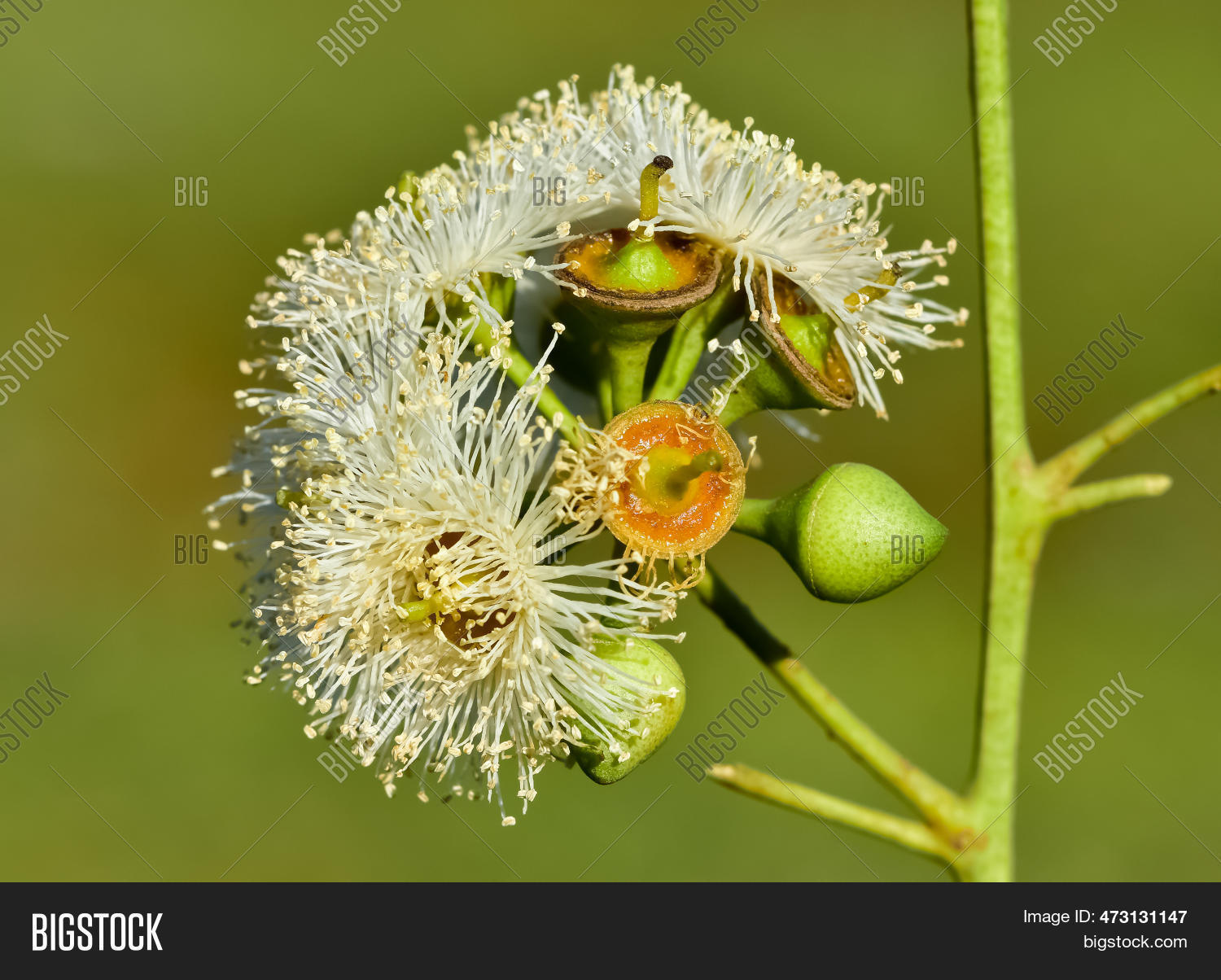 Natural Plants Flowers Image & Photo (Free Trial) Bigstock