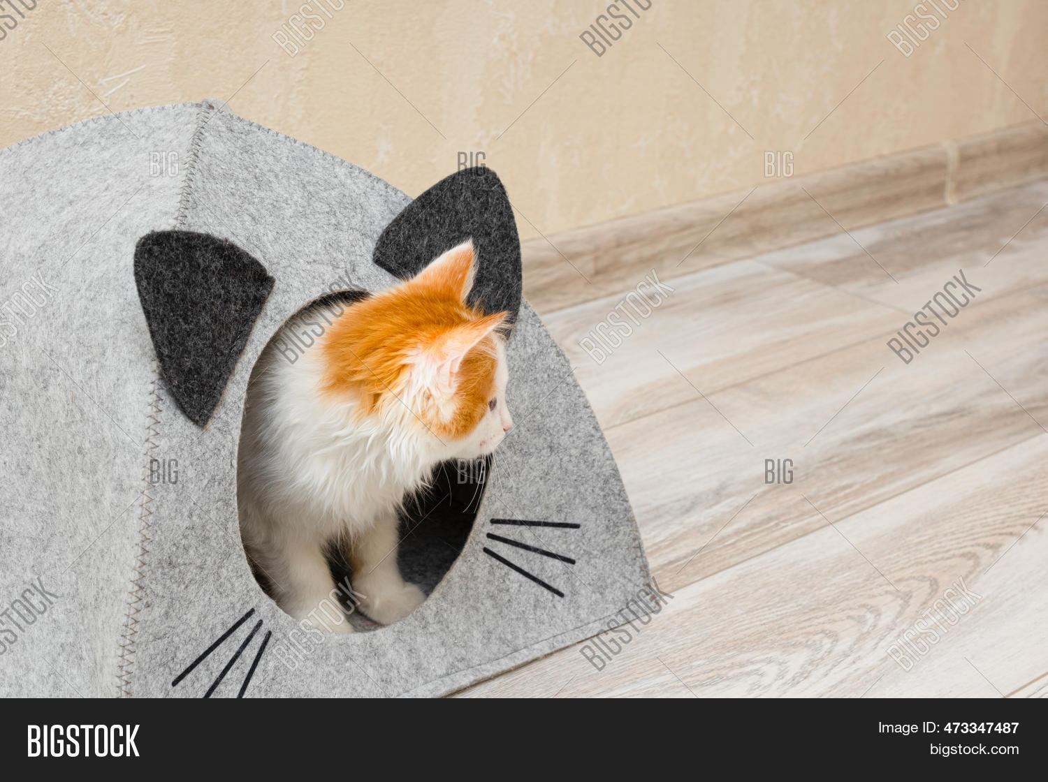 domestic-cat-peeking-image-photo-free-trial-bigstock