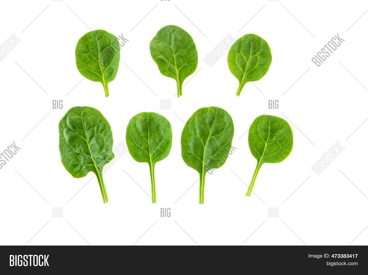 Baby Spinach Leaves Image & Photo (Free Trial) Bigstock