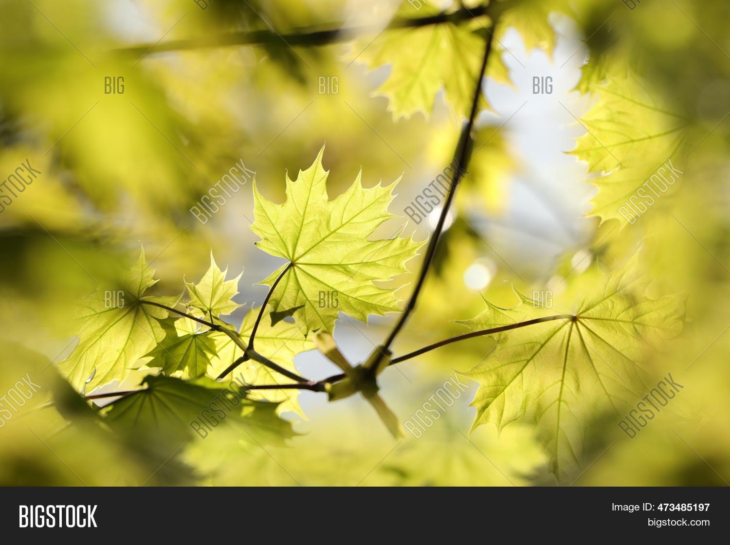 Maple Tree Leaves In Spring Maple Leaves Spring Image & Photo (Free Trial) | Bigstock