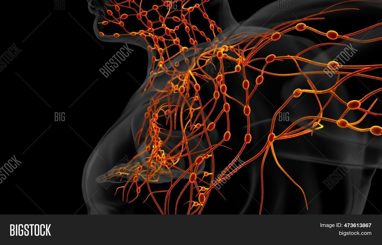 Lymph Notes Big Human Lymph Nodes Image & Photo (Free Trial) | Bigstock