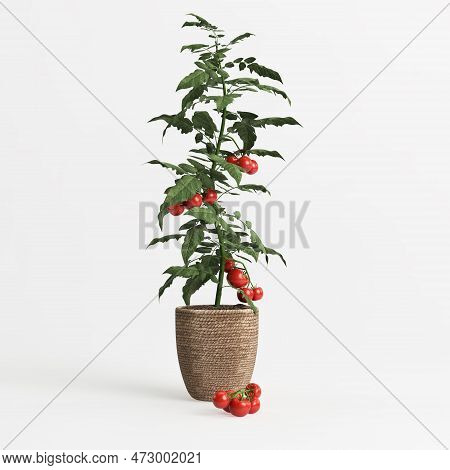 3d Illustration Of Tomoto Plant Isolated On White Background