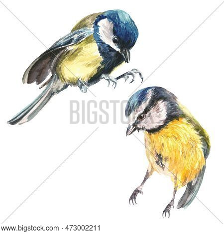 Funny Little Tit Bird. Watercolor Illustration. Hand Drawn Realistic Europe Song Bird. Great Tit Com
