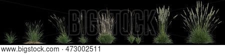 3d Illustration Of Set Koeleria Macrantha Grass Isolated On Black Background