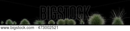 3d Illustration Of Set Festuca Mairei Grass Isolated On Black Background