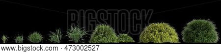 3d Illustration Of Set Hakonechloa Macra Isolated On Black Background