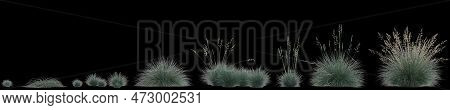 3d Illustration Of Set Festuca Glauca Grass Isolated On Black Background