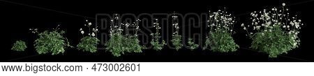 3d Illustration Of Set Astrantia Major Grass Isolated On Black Background, Human Eye Angle