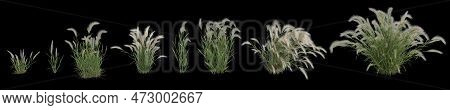 3d Illustration Of Set Hordeum Jubatum Bush Isolated On Black Background, Human Eye Angle