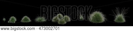3d Illustration Of Set Festuca Mairei Grass Isolated On Black Background, Human Eye Angle