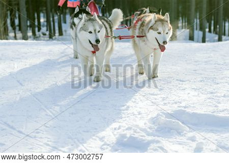 A Group Of Sled Dogs Alaskan Malamute In A Team With A Musher Run Along A Snowy Tract.
