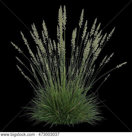 3d Illustration Of Koeleria Macrantha Bush Isolated On Black Background