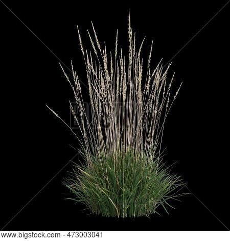 3d Illustration Of Koeleria Macrantha Bush Isolated On Black Background