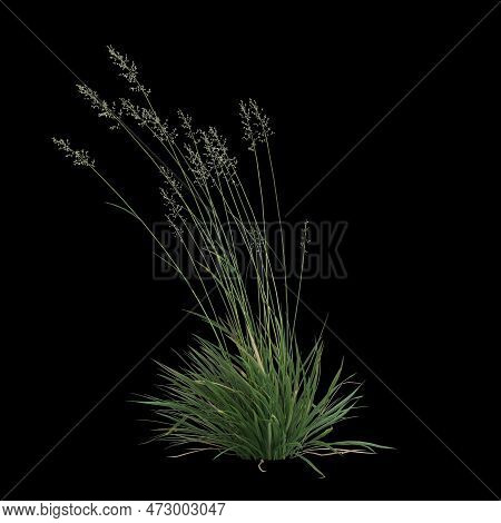 3d Illustration Of Koeleria Macrantha Bush Isolated On Black Background