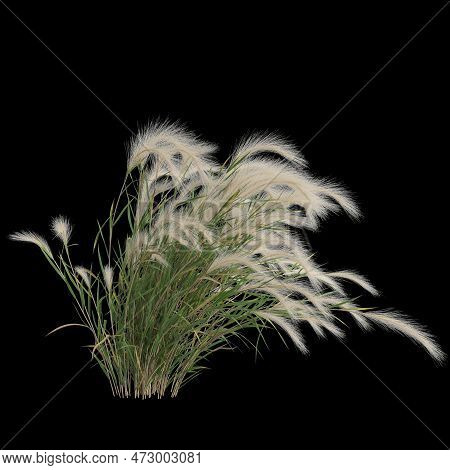 3d Illustration Of Hordeum Jubatum Bush Isolated On Black Background