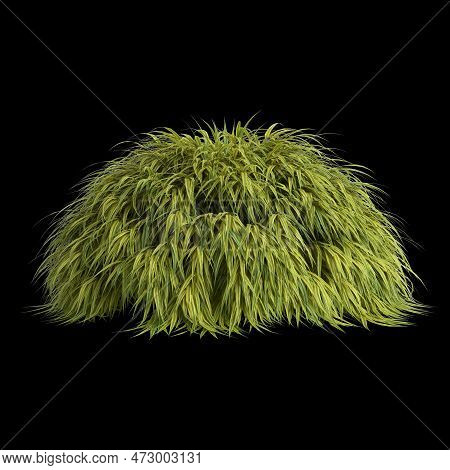 3d Illustration Of Hakonechloa Macra Bush Isolated On Black Background