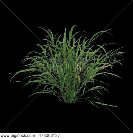 3d Illustration Of Hakonechloa Macra Bush Isolated On Black Background