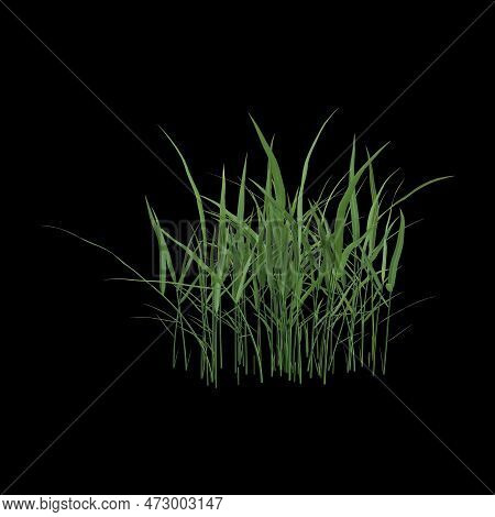 3d Illustration Of Hakonechloa Macra Bush Isolated On Black Background